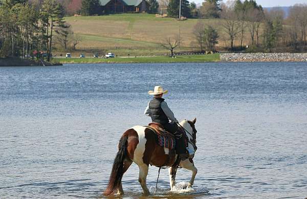 show-haflinger-horse