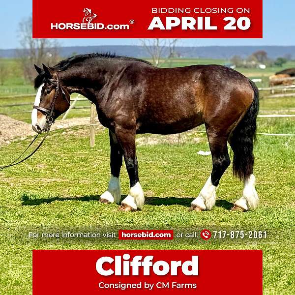 all-around-clydesdale-horse
