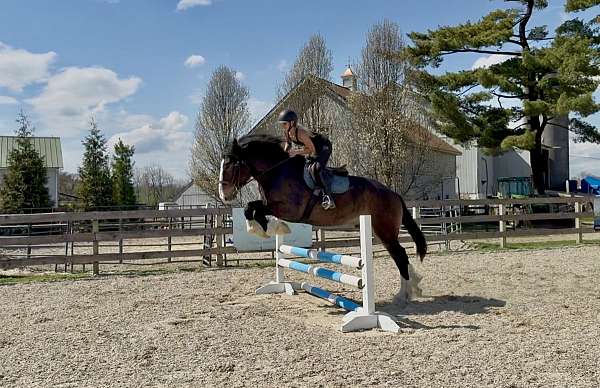 beginner-clydesdale-horse
