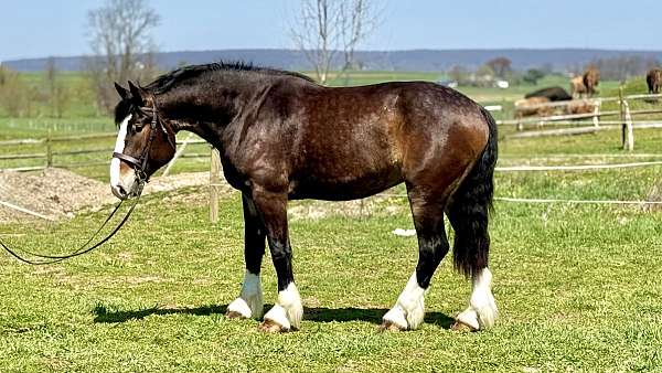 athletic-clydesdale-horse