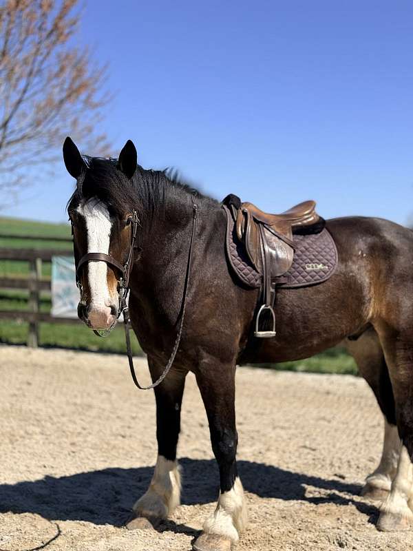 cross-clydesdale-horse