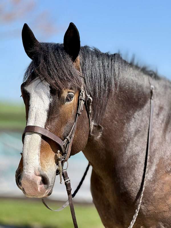 draft-clydesdale-horse
