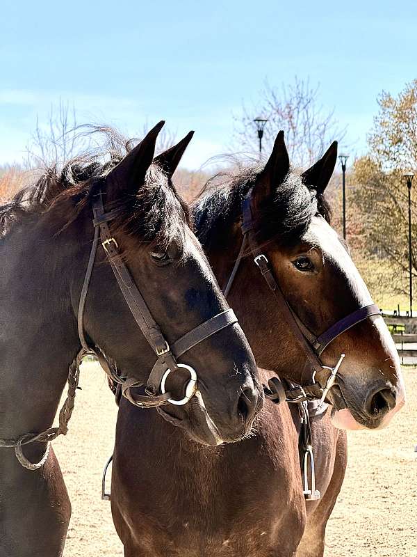 flashy-clydesdale-horse