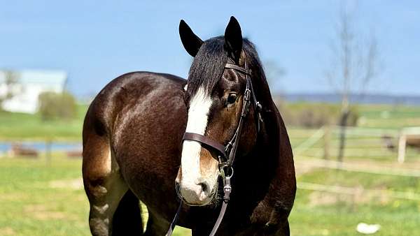 ridden-english-clydesdale-horse
