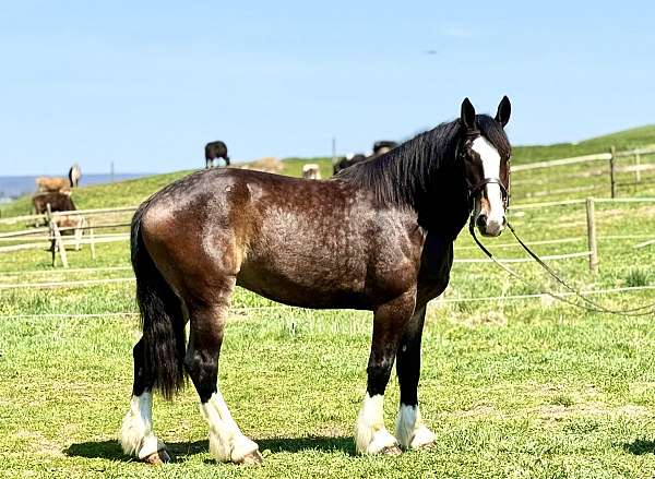 kid-safe-clydesdale-horse