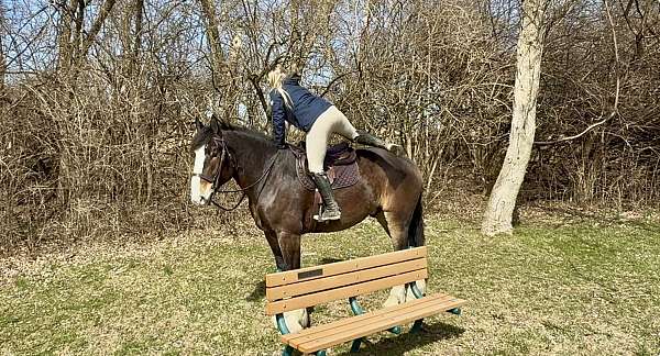 ridden-western-clydesdale-horse