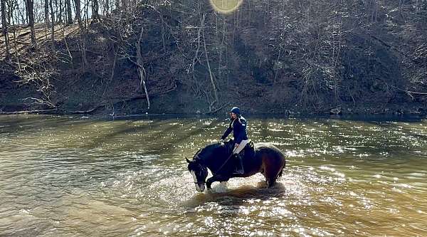 trail-clydesdale-horse