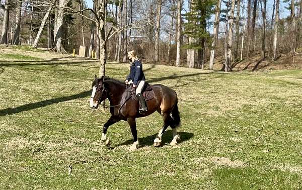 trail-riding-clydesdale-horse