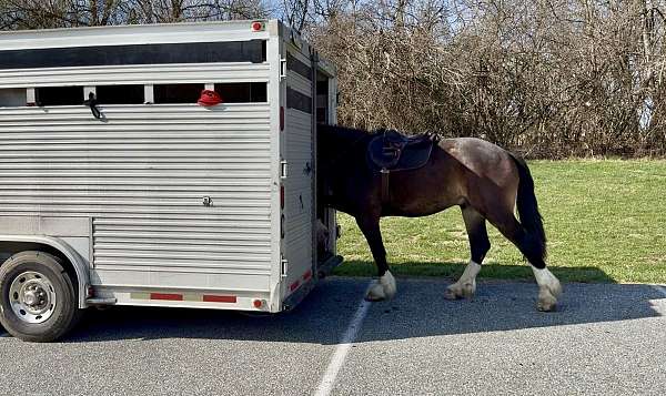 youth-clydesdale-horse
