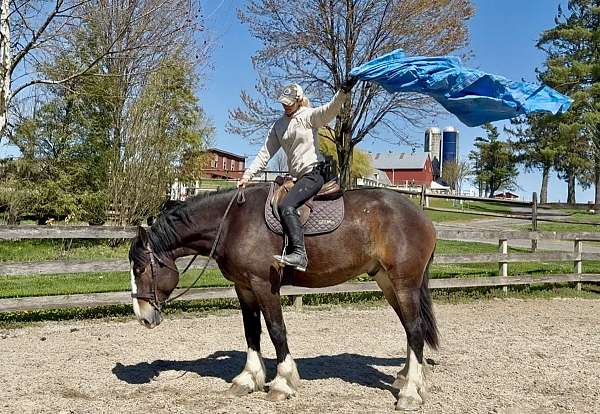 bay-clydesdale-gelding