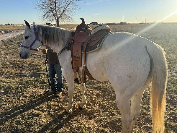 quarter-horse-mare