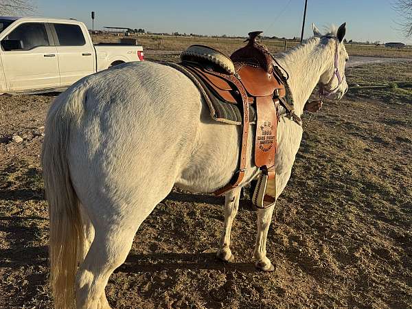quarter-horse-for-sale