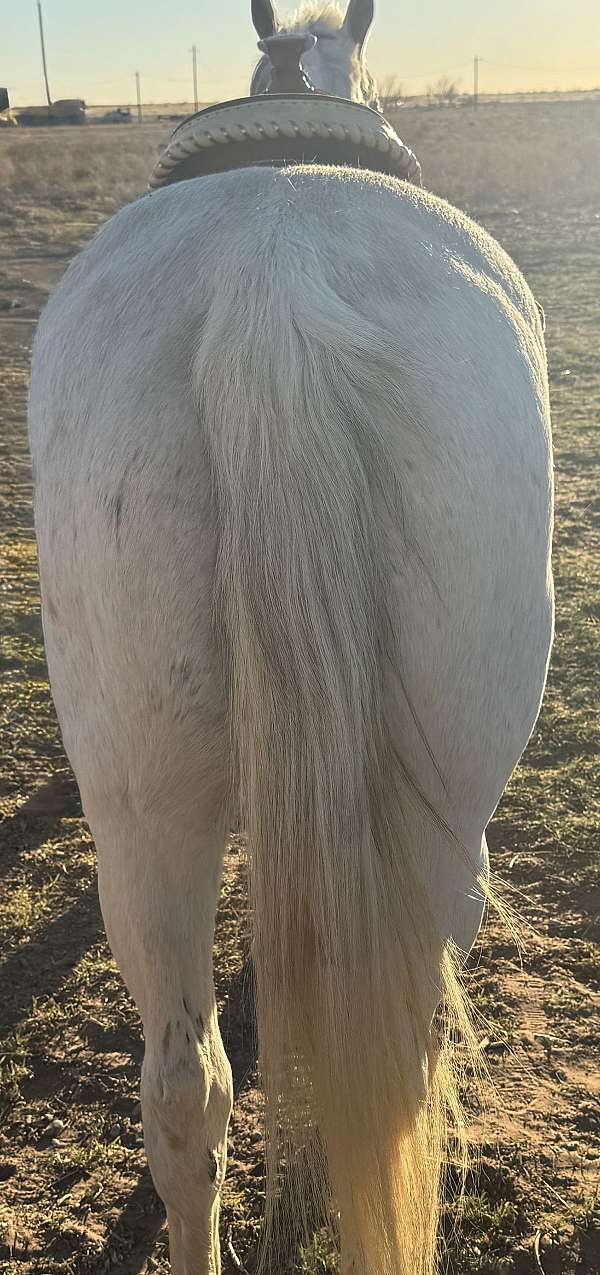 quarter-horse