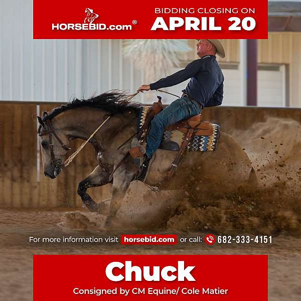 all-around-quarter-horse