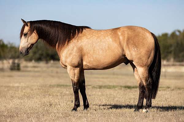 athletic-quarter-horse