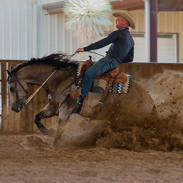 performance-quarter-horse