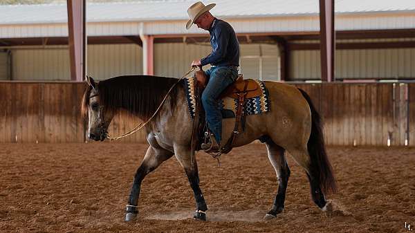 flashy-quarter-horse