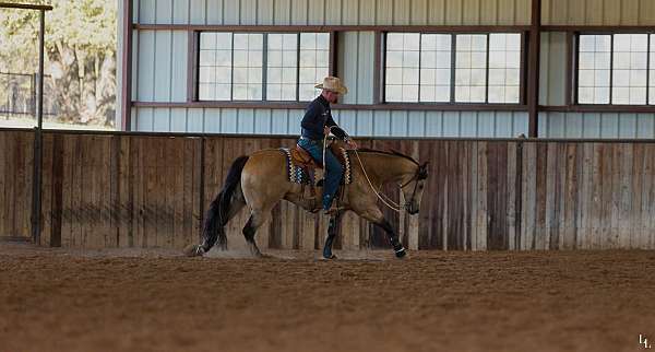 ranch-quarter-horse