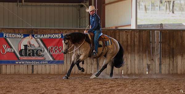 ranch-versatility-quarter-horse