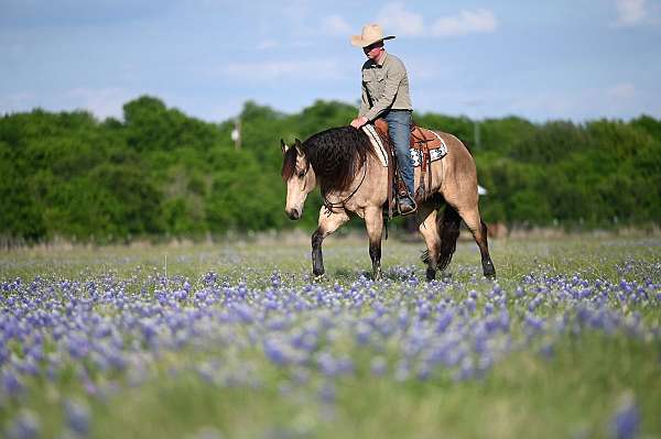 ranch-work-quarter-horse