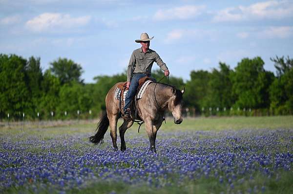 reining-quarter-horse