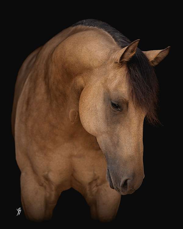 trail-quarter-horse