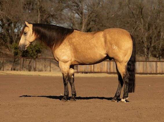western-riding-quarter-horse