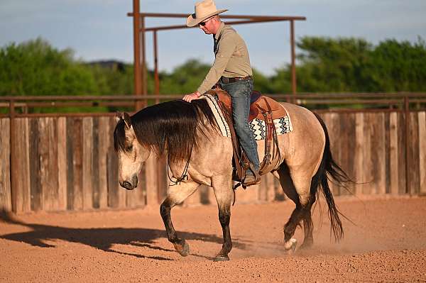 show-quarter-horse