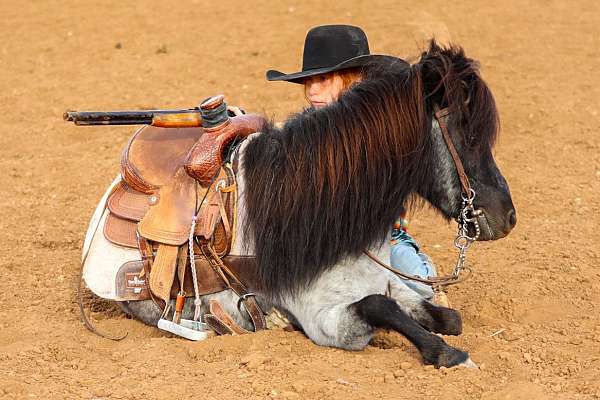 barrel-pony