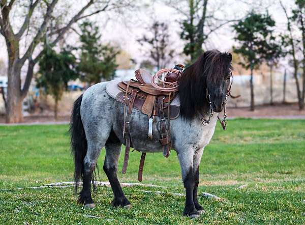 ranch-pony