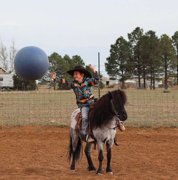 show-pony