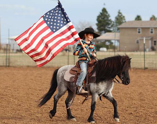 trail-pony