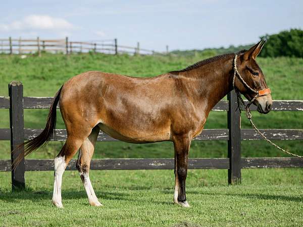athletic-mule