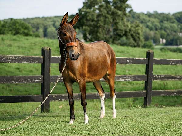 husband-safe-mule