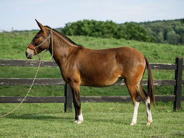 ranch-mule