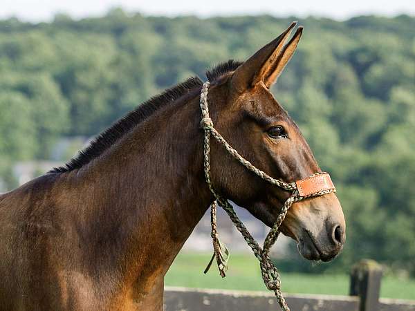 ranch-work-mule