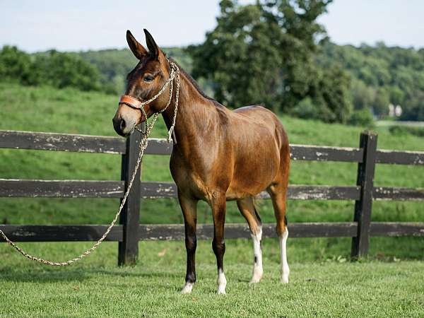 roping-mule