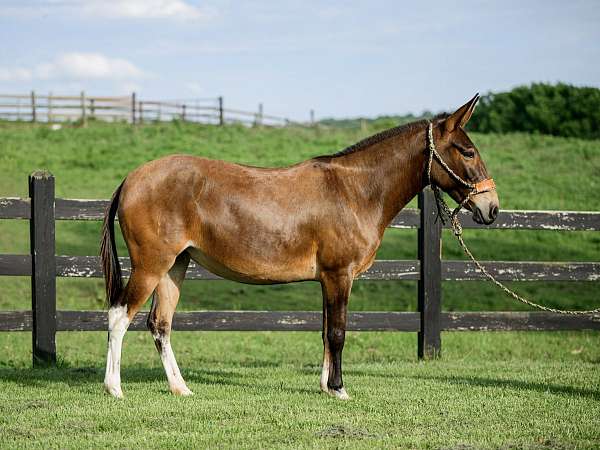 show-mule