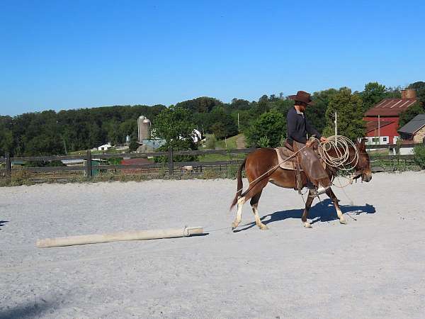 bay-mule-mare
