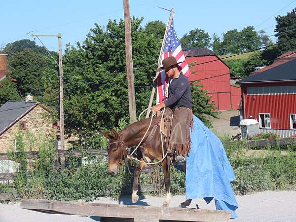 trail-riding-mule