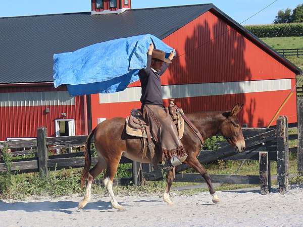 bay-all-around-horse