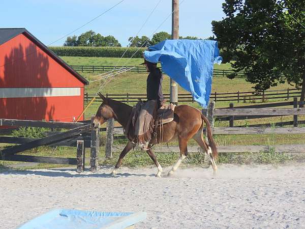 bay-athletic-horse