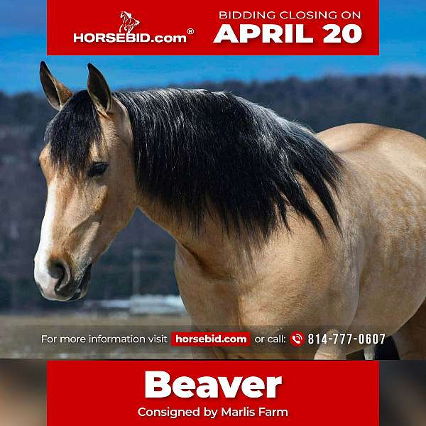 all-around-draft-horse