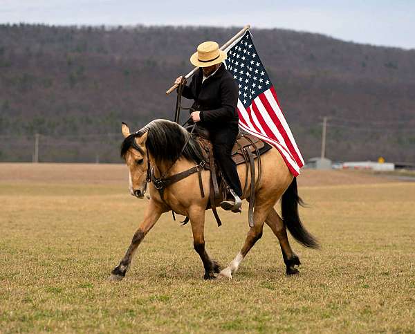 athletic-draft-horse