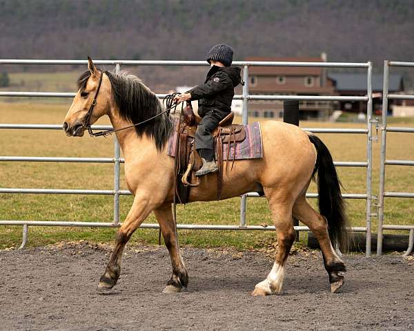 beginner-draft-horse