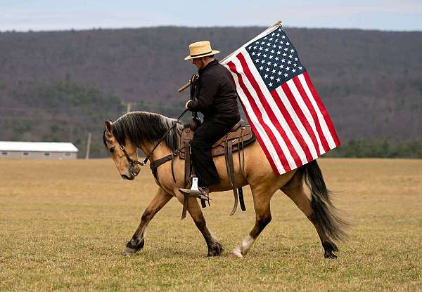 draft-horse