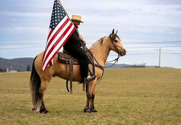 flashy-draft-horse
