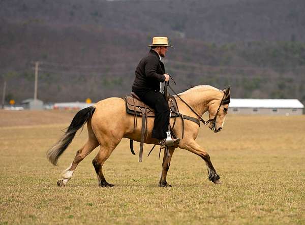 ranch-draft-horse