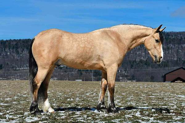 show-draft-horse