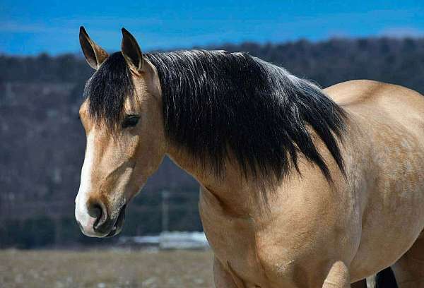 trail-draft-horse